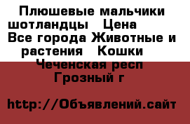 Плюшевые мальчики шотландцы › Цена ­ 500 - Все города Животные и растения » Кошки   . Чеченская респ.,Грозный г.